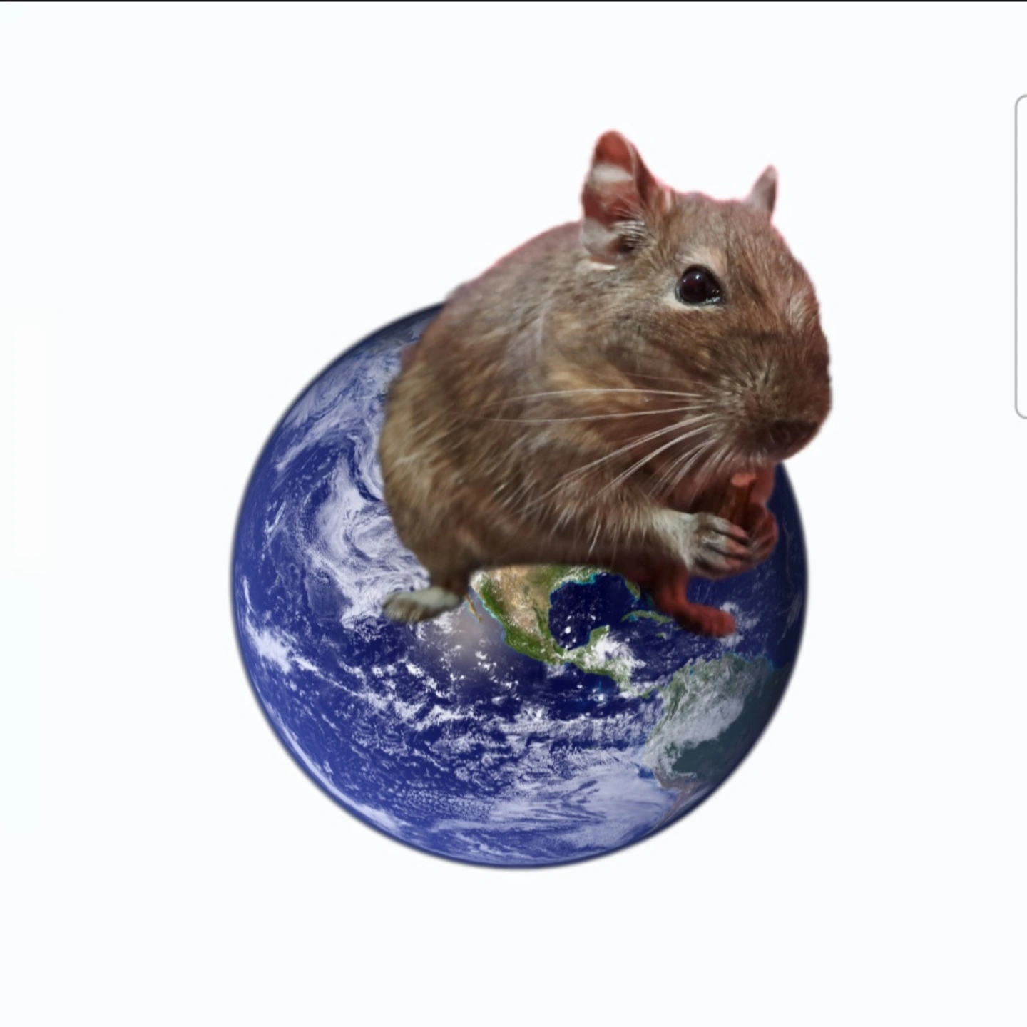 vippolu